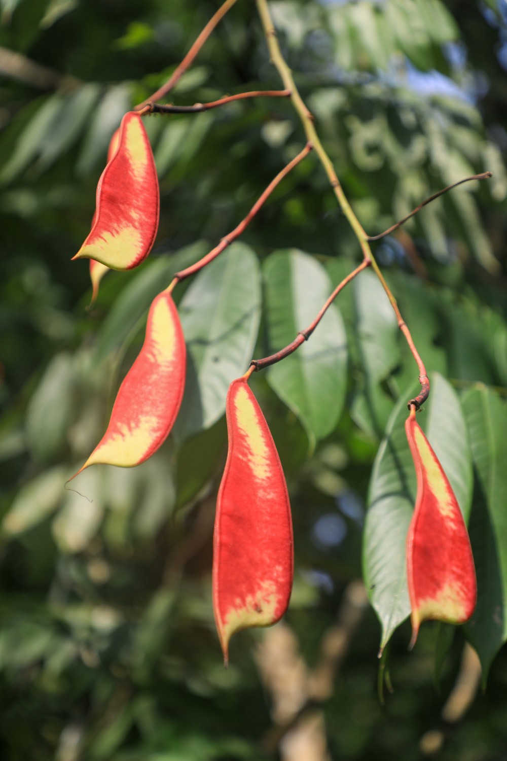 image_0