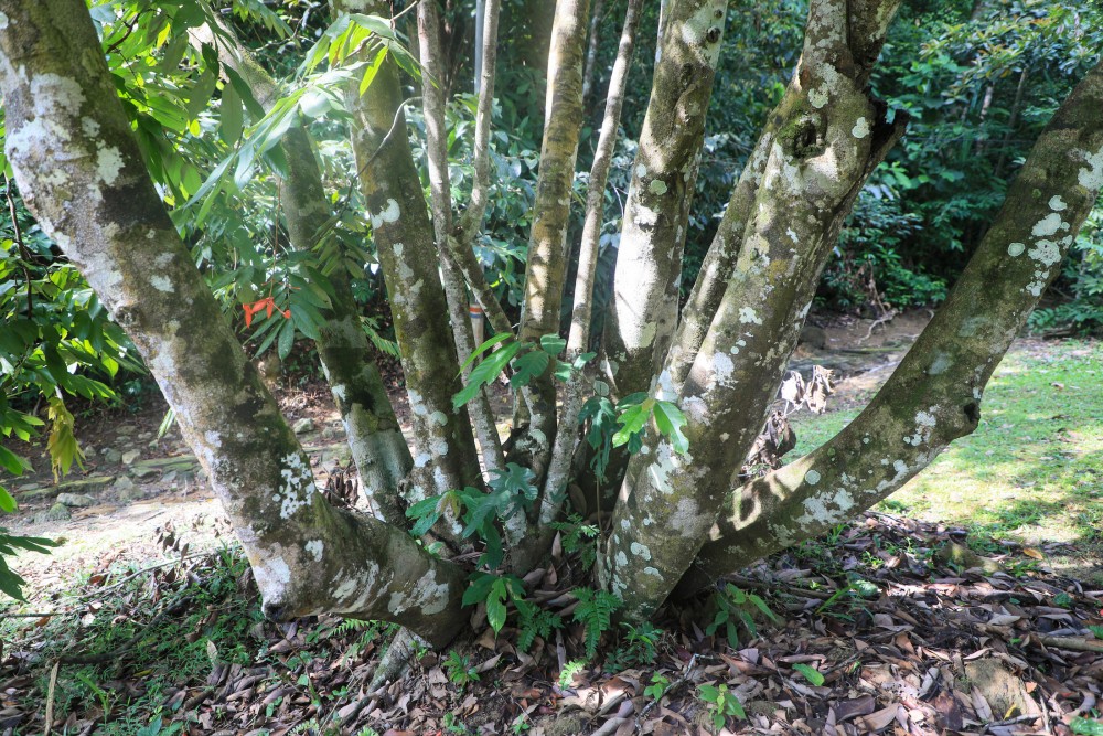 image_1
