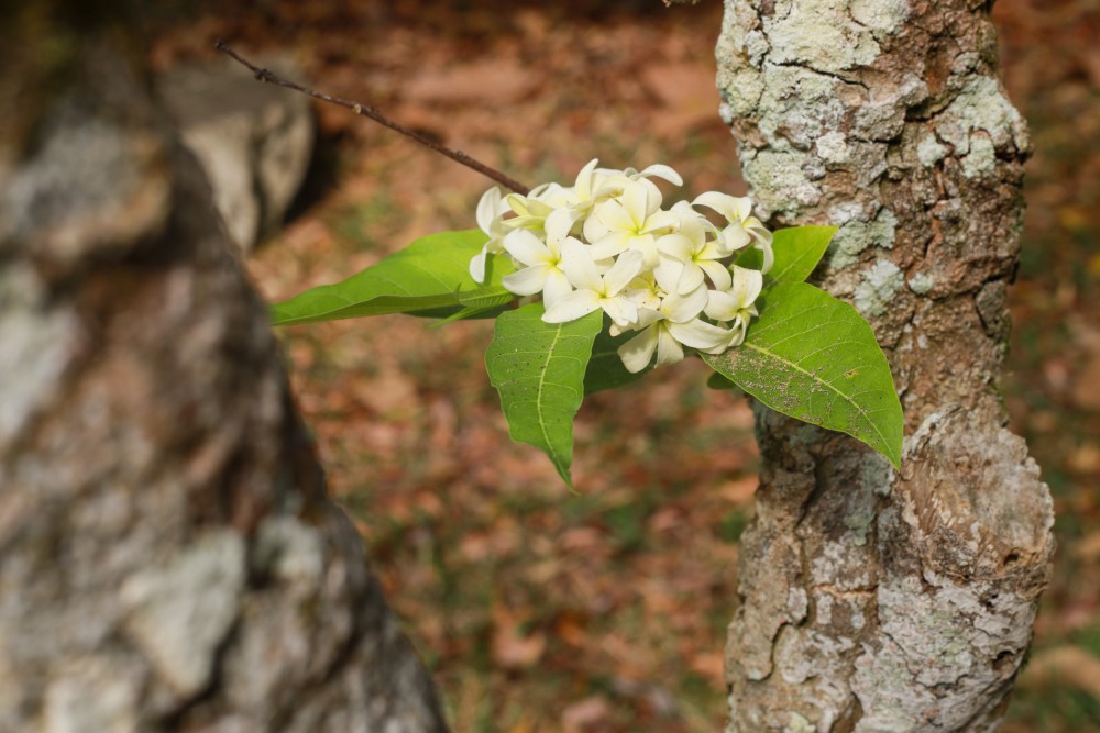 image_1