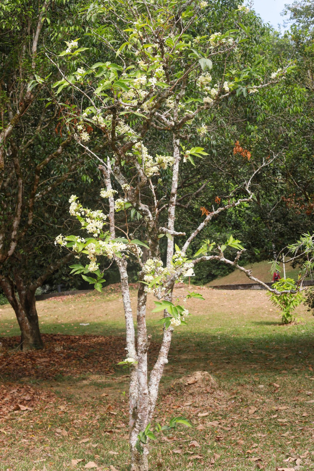 image_4
