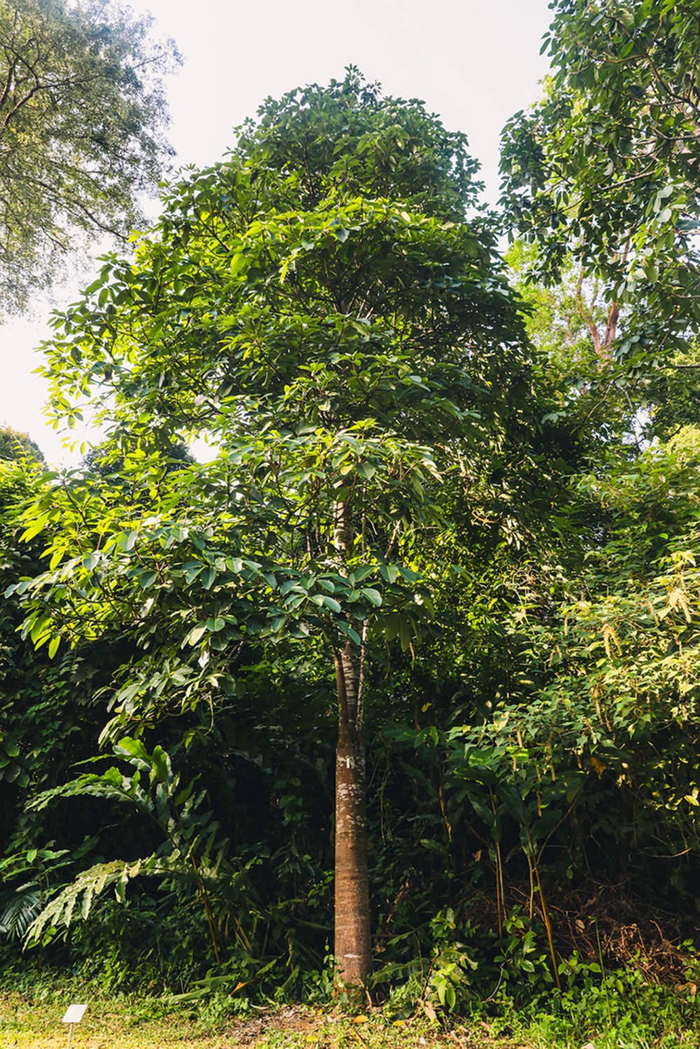 image_1