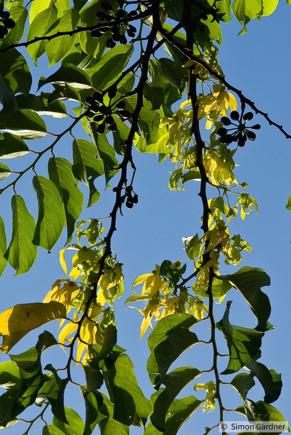 image_3