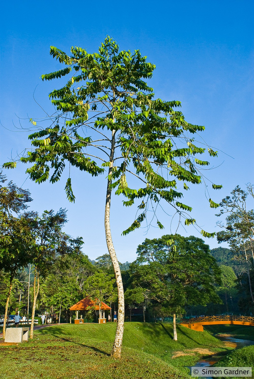 image_1