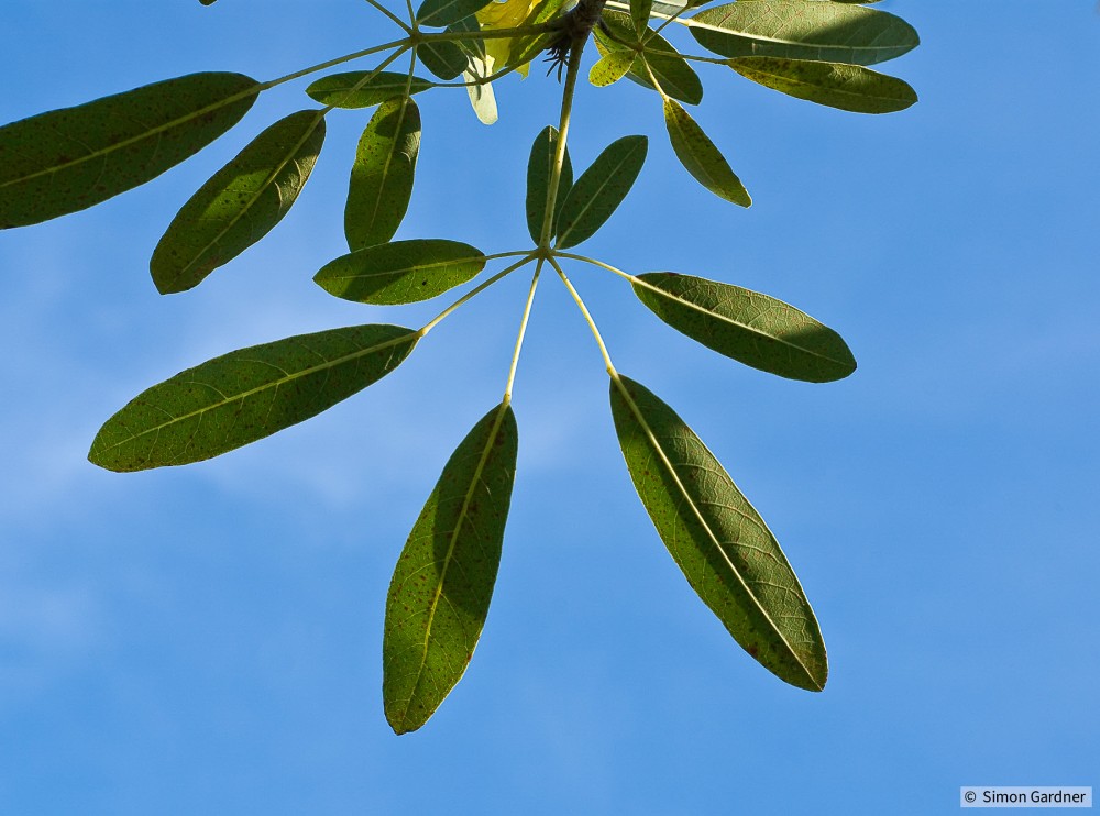 image_4