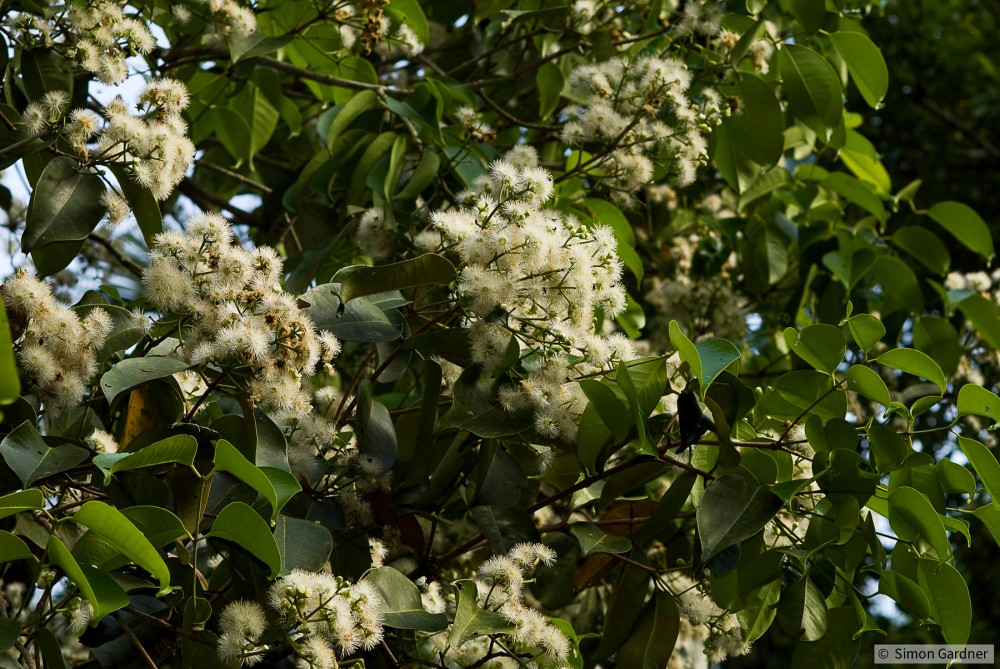 image_0