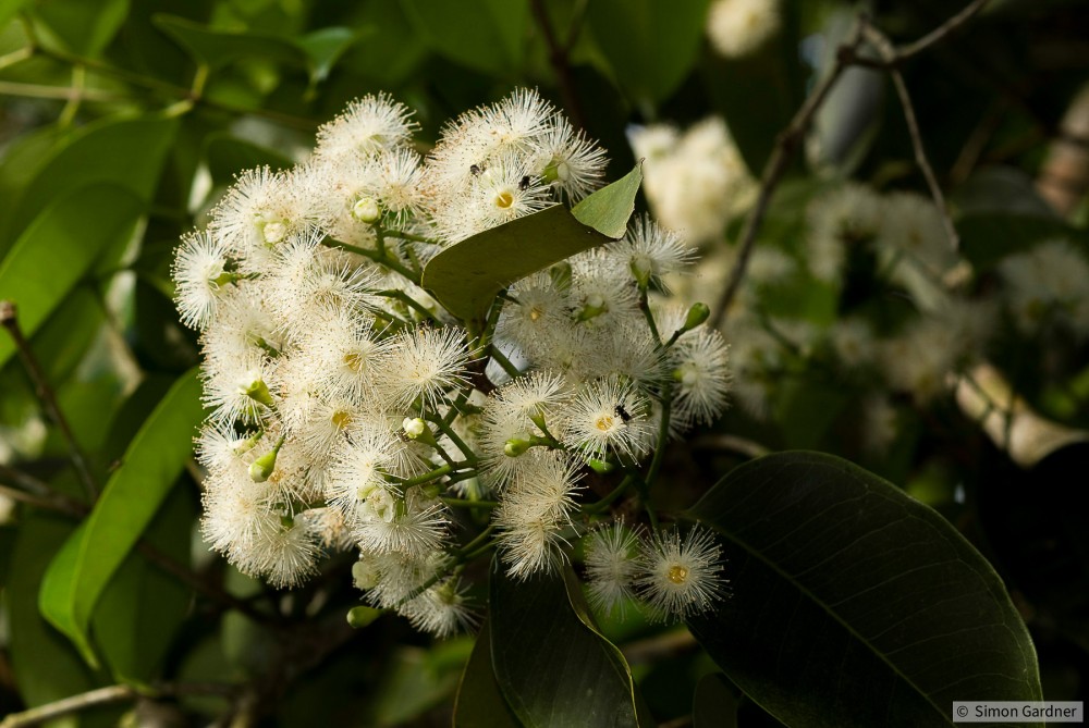 image_1