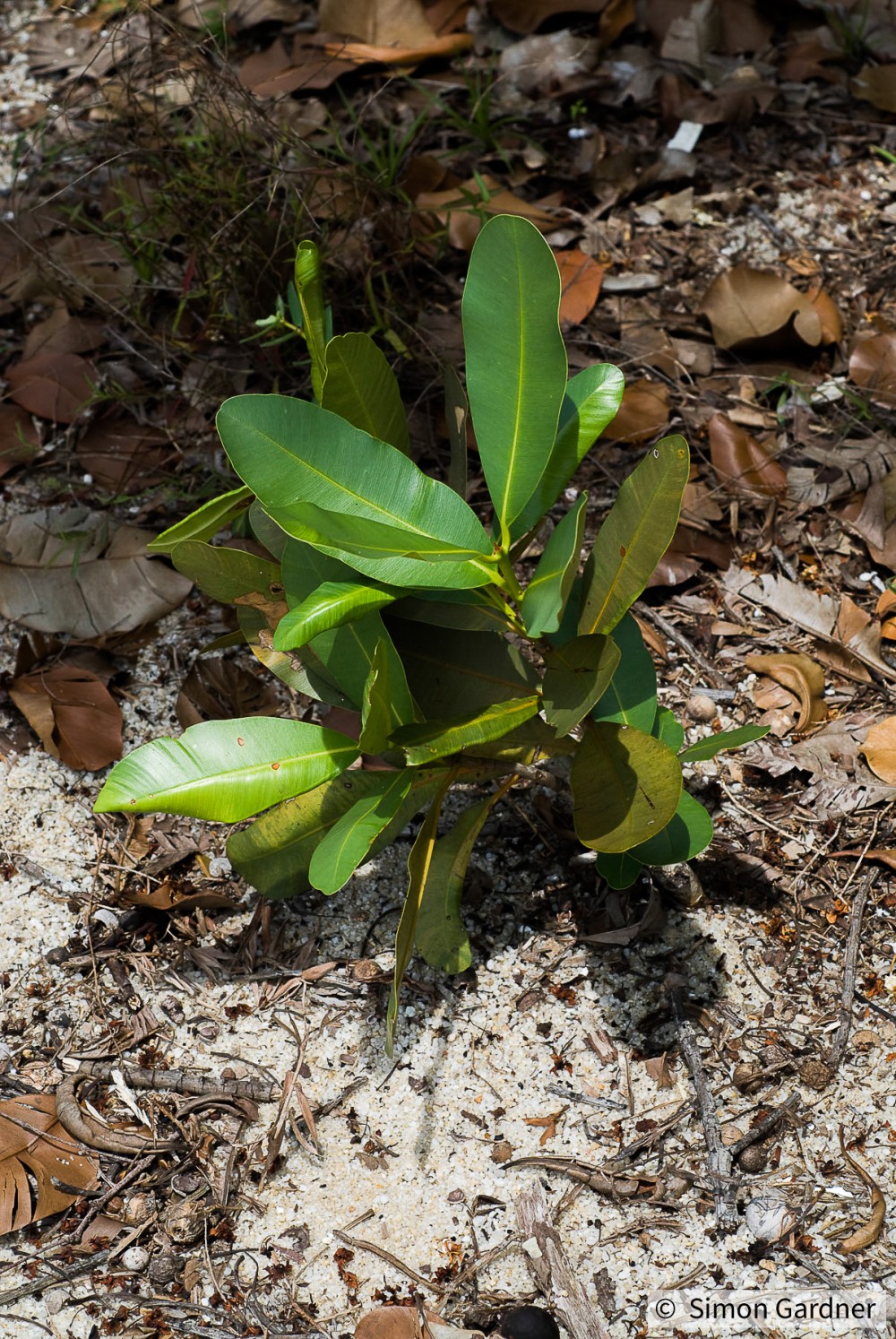 image_3