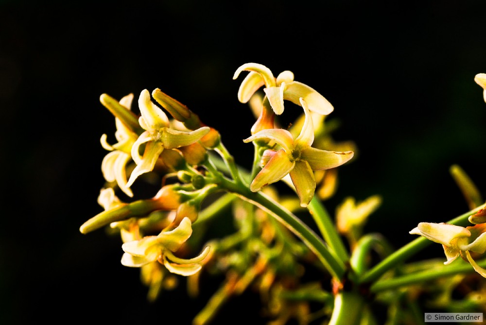 image_1