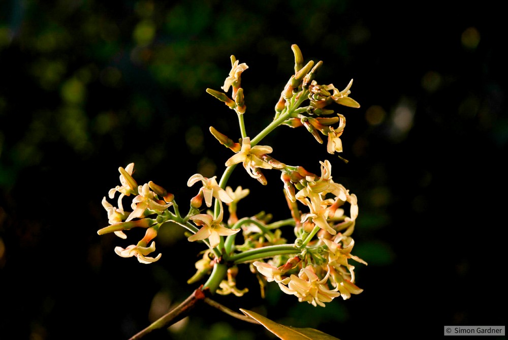 image_0