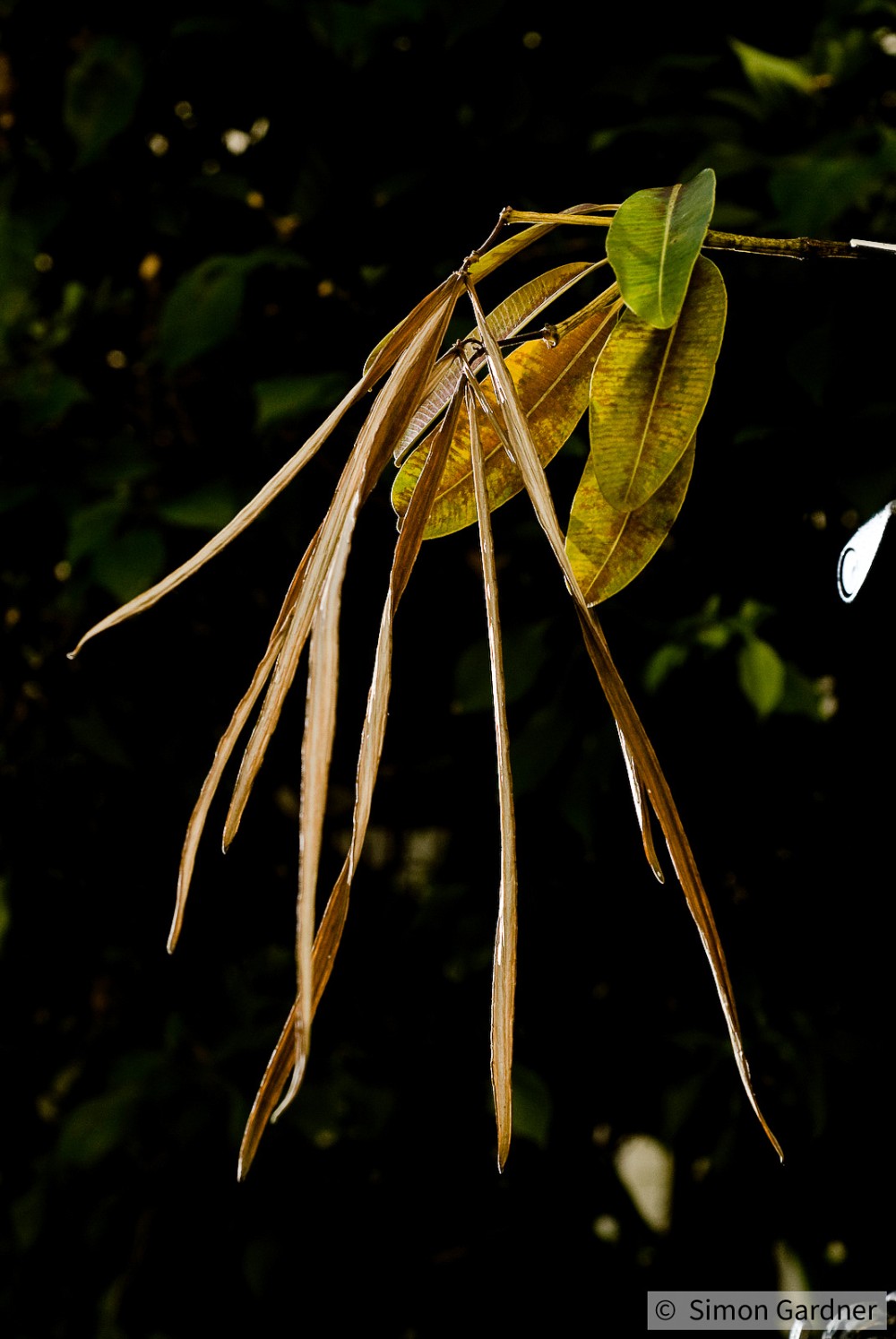 image_4